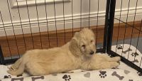 Bernedoodle Puppies for sale in Valparaiso, Indiana. price: $1,500