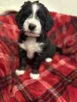 Bernedoodle Puppies for sale in Greenville, Ohio. price: $1,500