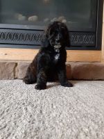 Bernedoodle Puppies for sale in Carey, Ohio. price: $800