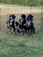 Bernese Mountain Dog Puppies for sale in Yacolt, Washington. price: $2,000