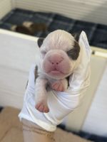 Boston Terrier Puppies for sale in Queen Creek, Arizona. price: $550