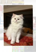 British Semi-Longhair Cats for sale in Carmel, Indiana. price: $800