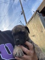 Bullmastiff Puppies for sale in San Francisco, California. price: $1,000