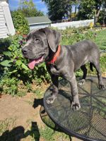 Cane Corso Puppies for sale in Hillside, New Jersey. price: $700