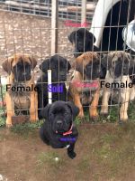 Cane Corso Puppies for sale in Mariposa, California. price: $950