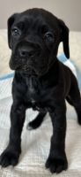 Cane Corso Puppies for sale in Los Angeles, California. price: $1,200