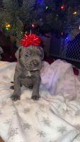 Cane Corso Puppies for sale in Cohocton, New York. price: $1,700