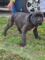 Cane Corso Puppies for sale in Los Angeles, CA, USA. price: $500