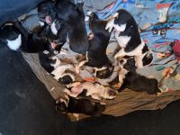 Catahoula Cur Puppies for sale in Fernley, Nevada. price: $300