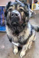 Caucasian Shepherd Puppies Photos