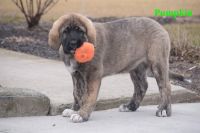 Caucasian Shepherd Puppies Photos