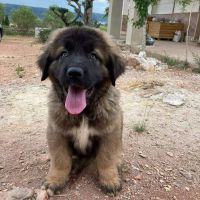 Caucasian Shepherd Puppies Photos