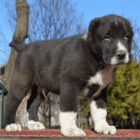 Caucasian Shepherd Puppies Photos