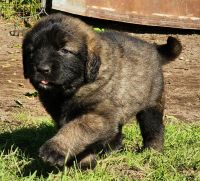 Caucasian Shepherd Puppies Photos