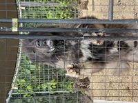 Caucasian Shepherd Puppies Photos