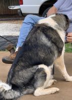 Caucasian Shepherd Puppies Photos