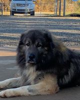 Caucasian Shepherd Puppies Photos