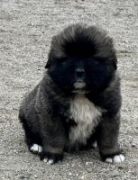 Caucasian Shepherd Puppies Photos