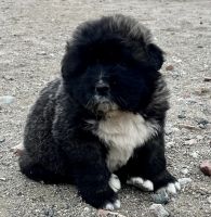 Caucasian Shepherd Puppies Photos