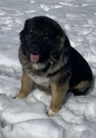 Caucasian Shepherd Puppies Photos