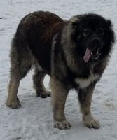 Caucasian Shepherd Puppies Photos