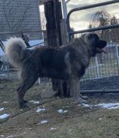 Caucasian Shepherd Puppies Photos