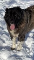 Caucasian Shepherd Puppies Photos