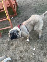 Caucasian Shepherd Puppies Photos