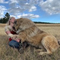 Caucasian Shepherd Puppies Photos