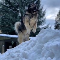 Caucasian Shepherd Puppies Photos