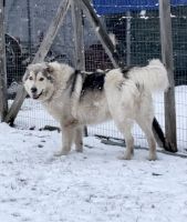 Caucasian Shepherd Puppies Photos