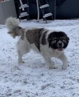 Caucasian Shepherd Puppies Photos