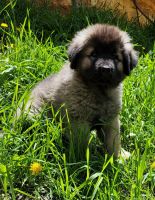 Caucasian Shepherd Puppies Photos