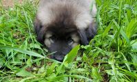 Caucasian Shepherd Puppies Photos