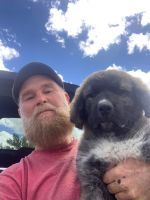 Caucasian Shepherd Puppies Photos