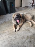 Caucasian Shepherd Puppies Photos