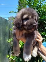 Caucasian Shepherd Puppies Photos