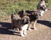 Caucasian Shepherd Puppies Photos