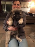 Caucasian Shepherd Puppies Photos