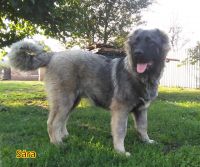 Caucasian Shepherd Puppies Photos