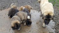 Caucasian Shepherd Puppies Photos