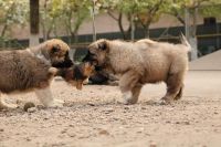 Caucasian Shepherd Puppies Photos