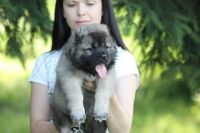 Caucasian Shepherd Puppies Photos