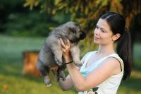 Caucasian Shepherd Puppies Photos