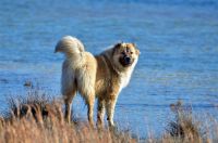 Caucasian Shepherd Puppies Photos