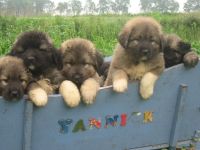 Caucasian Shepherd Puppies Photos