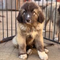 Caucasian Shepherd Puppies Photos