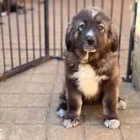 Caucasian Shepherd Puppies Photos