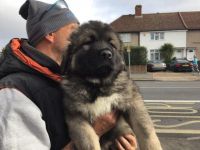 Caucasian Shepherd Puppies Photos