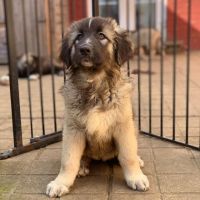 Caucasian Shepherd Puppies Photos